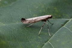 Clouded Slender (Caloptilia populetorum)