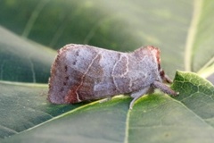 Small Chocolate-tip (Clostera pigra)