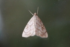 Chequered Straw (Evergestis pallidata)