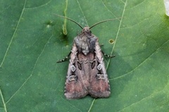 Square-spot Dart (Euxoa obelisca)