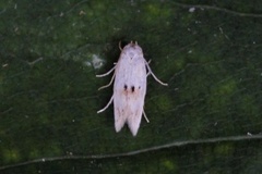 Elachista maculicerusella