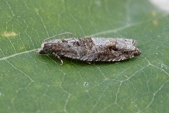 Square-barred Bell (Epinotia tetraquetrana)