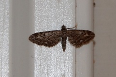 Lyngdvergmåler (Eupithecia nanata)