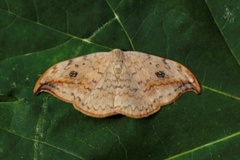 Pebble Hook-tip (Drepana falcataria)