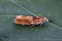 Nut Bud Moth (Epinotia tenerana)