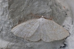 Smoky Wave (Scopula ternata)
