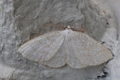 Blåbærurtemåler (Scopula ternata)