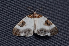 Blue-bordered Carpet (Plemyria rubiginata)