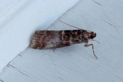 Rognesmalmott (Acrobasis advenella)