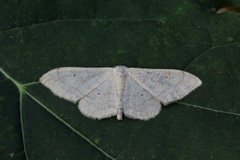 Krattengmåler (Idaea deversaria)