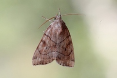 The Dun-bar (Cosmia trapezina)