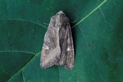 Brunt sumpfly (Helotropha leucostigma)