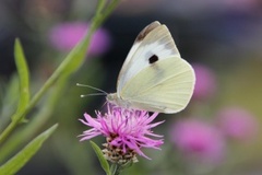 Large White (Pieris brassicae)