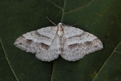 Linjelundmåler (Mesotype parallelolineata)