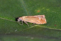 Red Piercer (Lathronympha strigana)