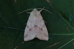 Vinkelfly (Enargia paleacea)