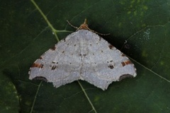 Sharp-angled Peacock (Macaria alternata)