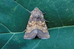 Frosted Orange (Gortyna flavago)