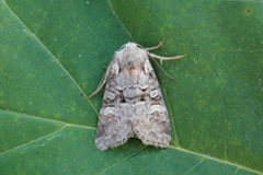 Minor Shoulder-knot (Brachylomia viminalis)