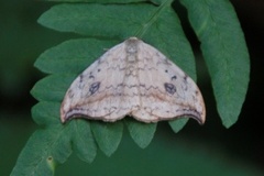 Pebble Hook-tip (Drepana falcataria)