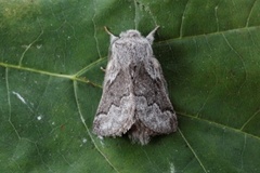 Pale Eggar (Trichiura crataegi)