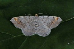 Tawny-barred Angle (Macaria liturata)