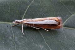 Pearl-band Grass Veneer (Catoptria margaritella)
