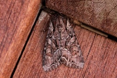 Beautiful Brocade (Lacanobia contigua)