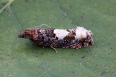 White-blotch Bell (Epinotia trigonella)