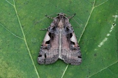 Setaceous Hebrew Character (Xestia c-nigrum)