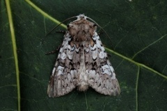 Cameo (Crypsedra gemmea)