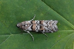 Dark Pine Knot-horn (Dioryctria abietella)