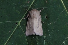 Starrfly (Denticucullus pygmina)