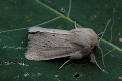 Starrfly (Denticucullus pygmina)