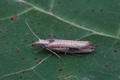 White-shouldered Smudge (Ypsolopha parenthesella)