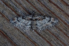 Double-striped Pug (Gymnoscelis rufifasciata)