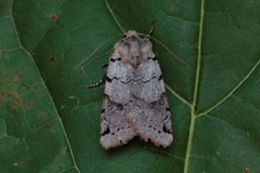 Brown-spot Pinion (Agrochola litura)