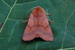 Flounced Chestnut (Agrochola helvola)