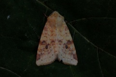 The Sallow (Xanthia icteritia)