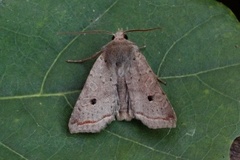 Red-line Quaker (Agrochola lota)