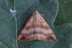 Neslenebbfly (Hypena proboscidalis)