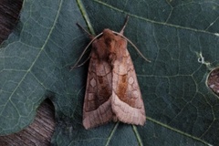 Brunt stengelfly (Hydraecia micacea)