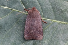 Variabelt flatfly (Conistra vaccinii)