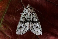 Grønt eikefly (Griposia aprilina)