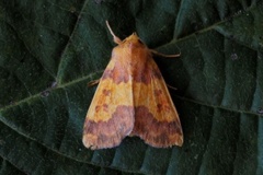 Barred Sallow (Xanthia aurago)