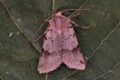 Brown-spot Pinion (Agrochola litura)
