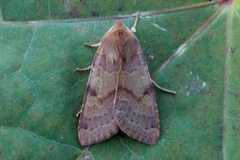 Flounced Chestnut (Agrochola helvola)