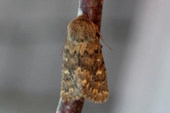 Brindled Ochre (Dasypolia templi)