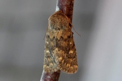 Tempelfly (Dasypolia templi)