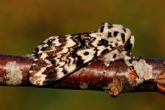 Bartremunkefly (Panthea coenobita)
